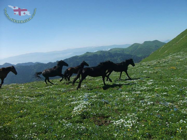 Боржоми Харагаульский парк