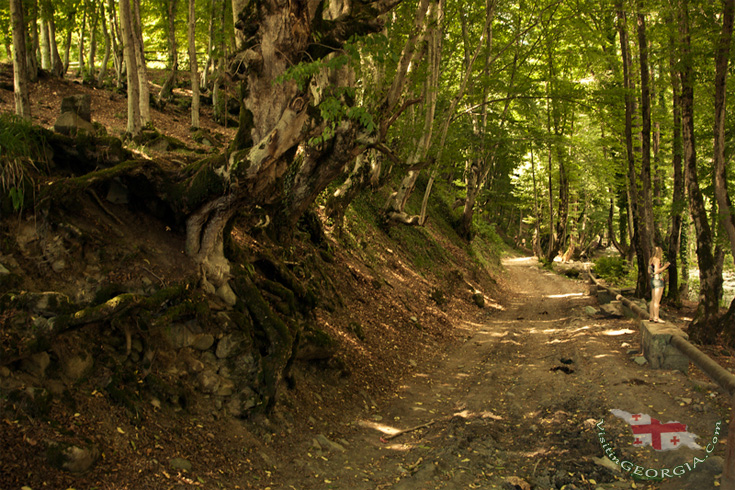 Lagodekhi-National-Park-kakheti