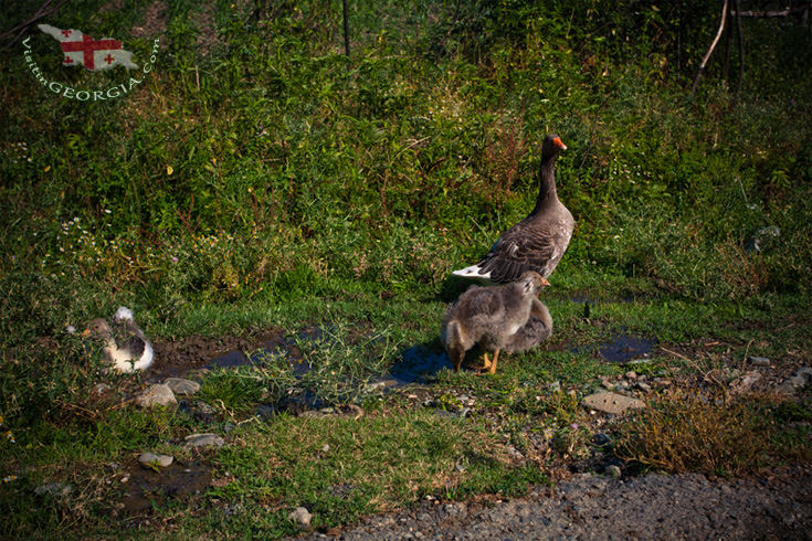 Lagodekhi-National-Park-kakheti